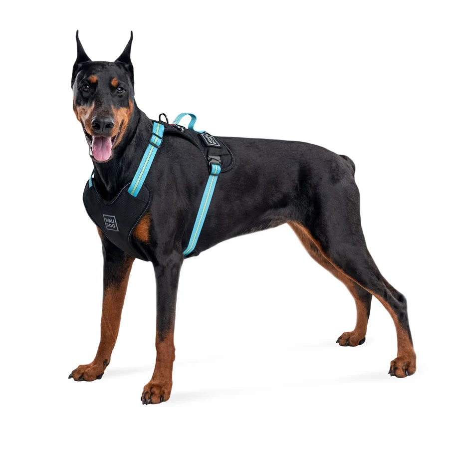 Шлея для собак WAUDOG Nylon L 55-85 см, Ш 25 мм, блакитна, з QR паспортом